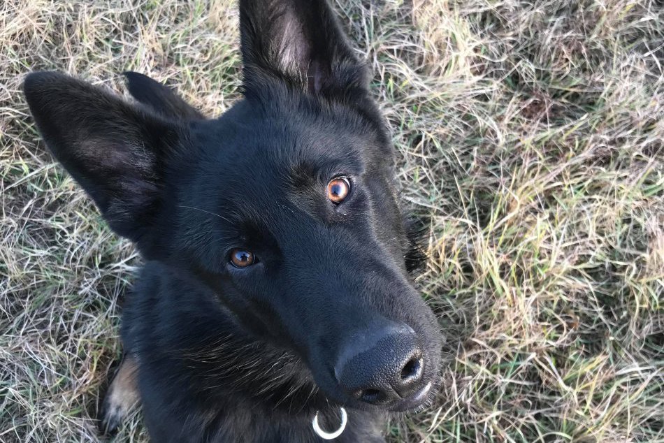 Obrazom: Stratený pes Jack