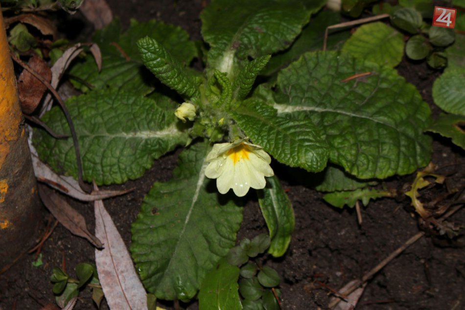 V OBRAZOCH: Kvitnúce kvety v januári? Počasie doplietlo prírodu v Bystrici