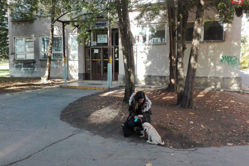 Budúci psík pre nevidiacich