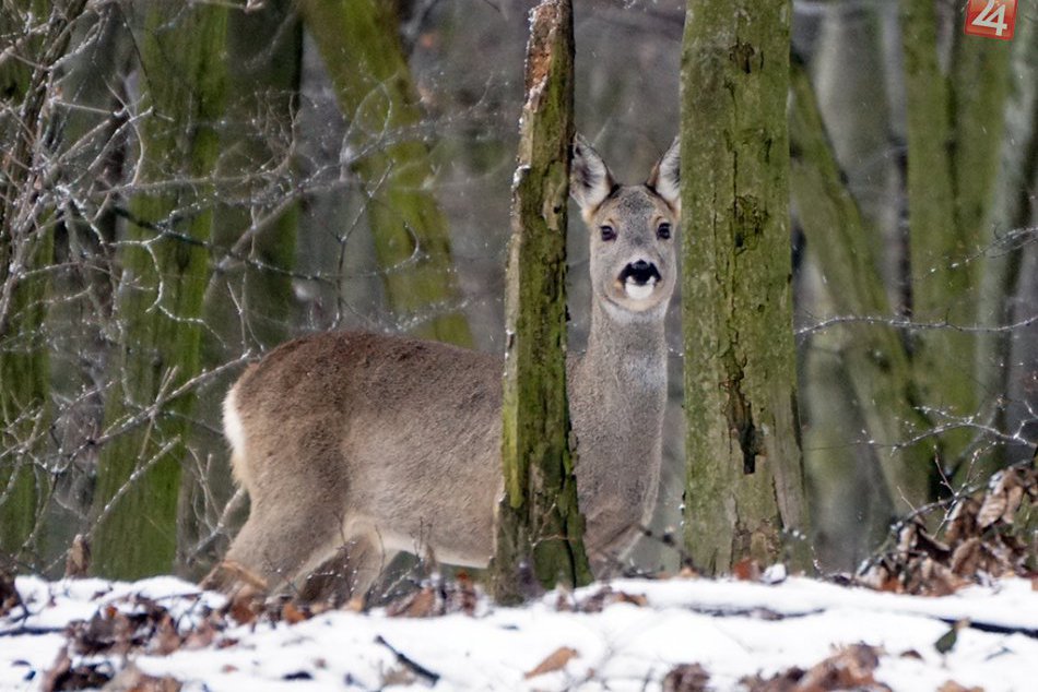 Ako trávia zimu obyvatelia lesa v okolí Kamzíka?