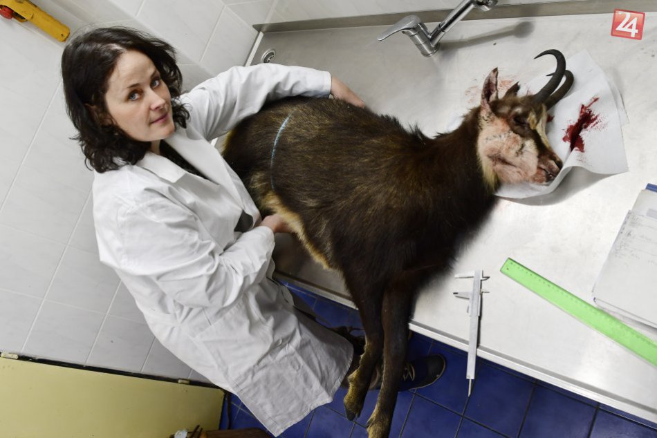 Uhynuté kamzíky na výskumné účely 01/2018