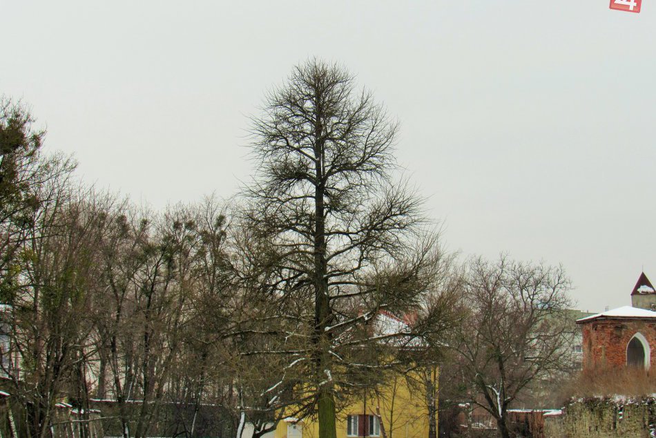 FOTOGALÉRIA: Naše mesto sa môže pochváliť aj takýmto parádnym stromom!