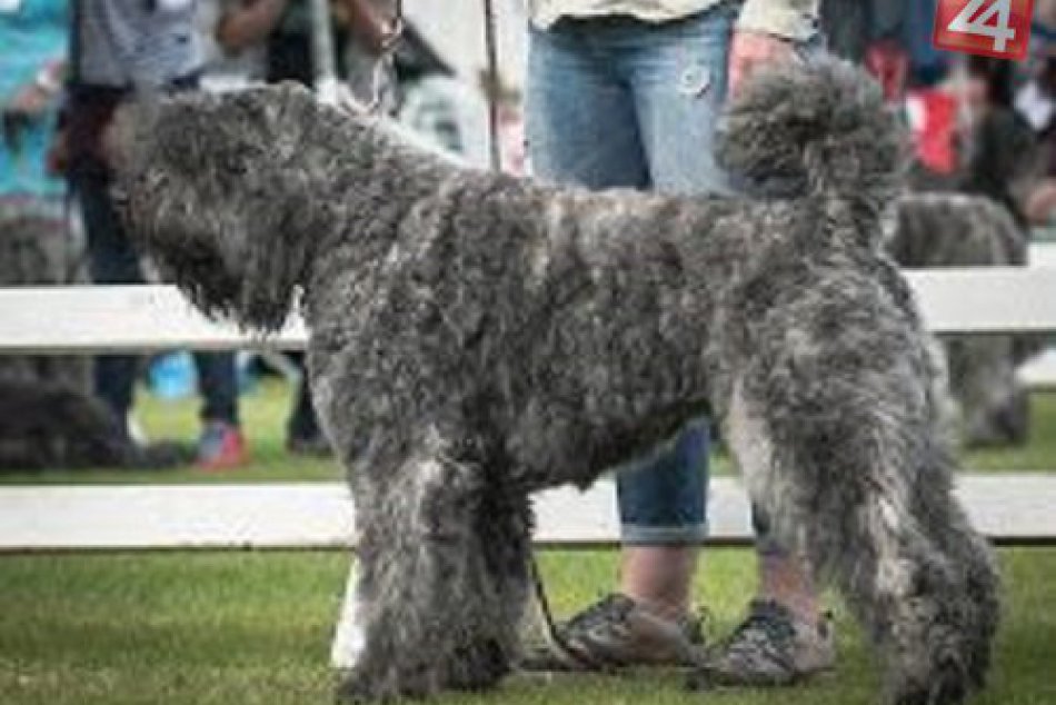 FOTO: Košičanka chová psov, akých ste možno ešte ani nikdy nevideli!