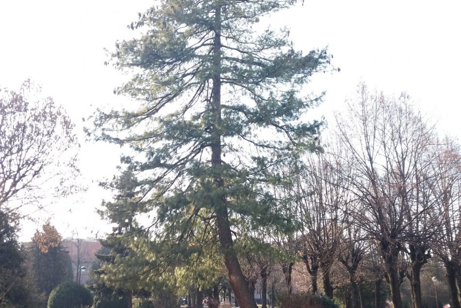Košický park zdobí majestátna borovica himalájska: Pozrite si ju na FOTKÁCH