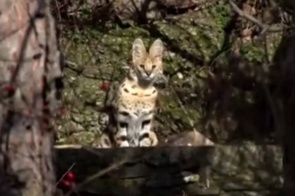 FOTO: Na Zobore niekomu ušla exotická šelma, patrí medzi najdrahšie na svete