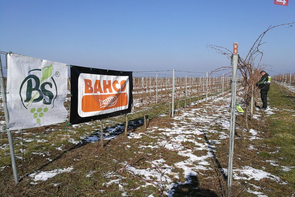 Úspech nitrianskeho študenta: Mladý vinohradník Marek najlepším na Slovensku