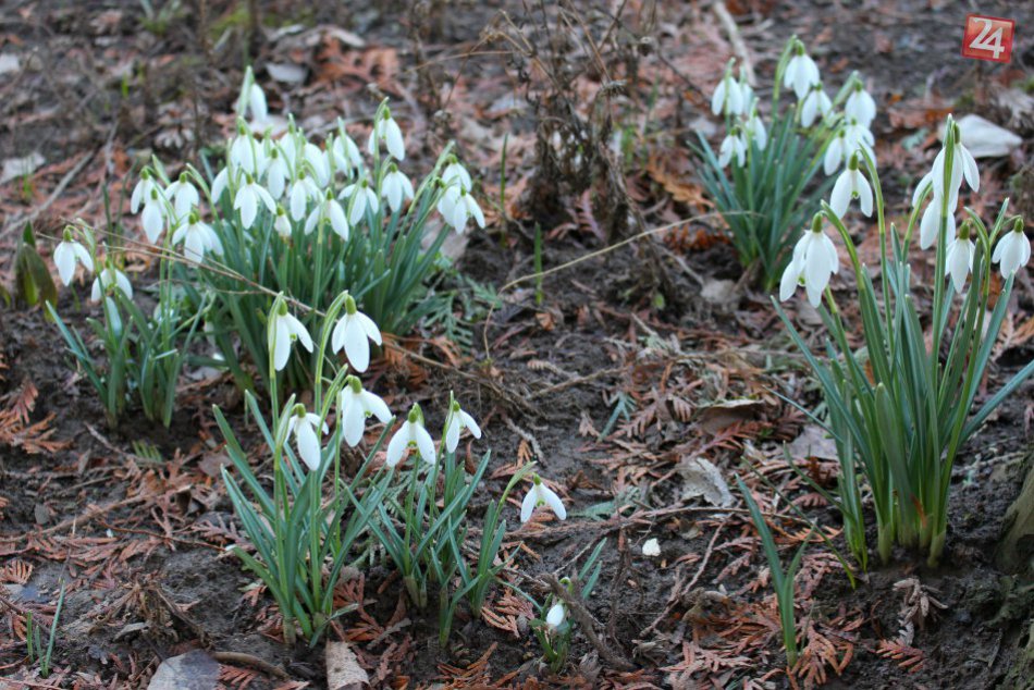 V OBRAZOCH: Bystrické sídliská "zaplavili" krehkí poslovia jari