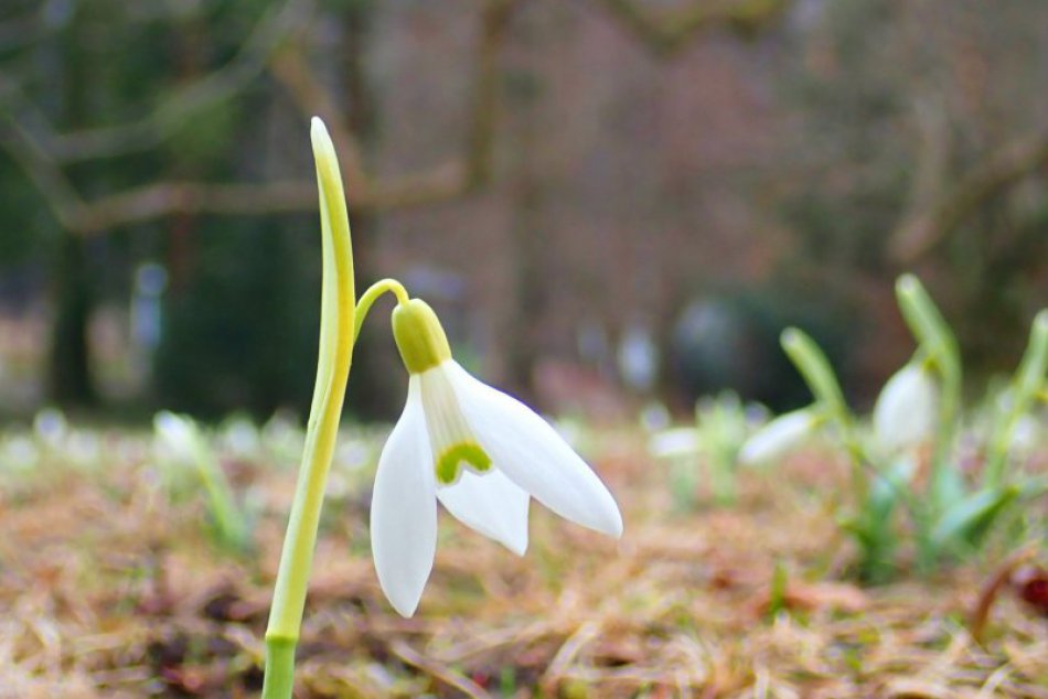 Obrazom: Snežienky v Betliari