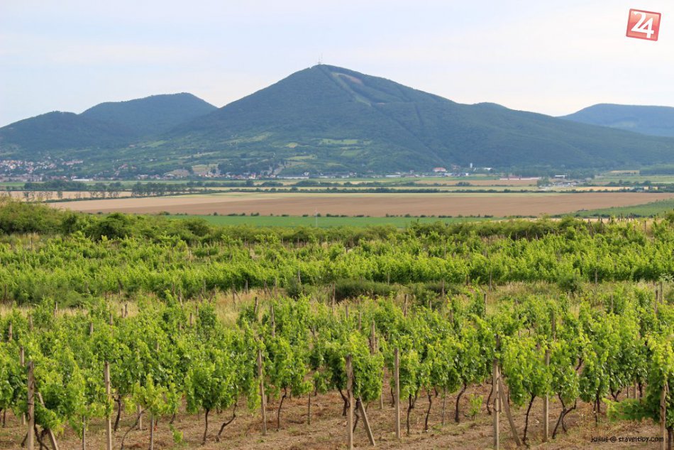 Tokajská oblasť - Kráľovský Chlmec