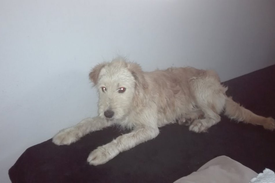 V OBRAZOCH: Nevideli ste niekde Lea? Psík sa stratil majiteľom z Reúčky