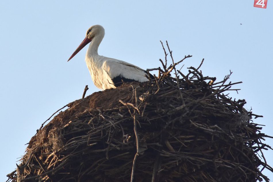 Zemplínske Hradište je preslávené bocianmi: Pozrite si ich na FOTKÁCH