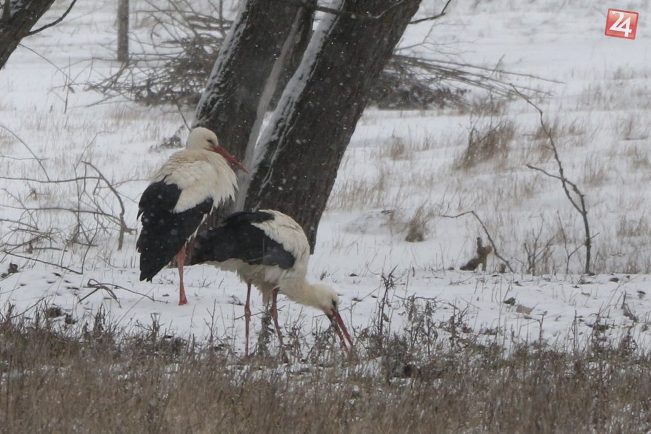 OBRAZOM: Zima zaskočila migrujúce vtáctvo v okolí Michaloviec