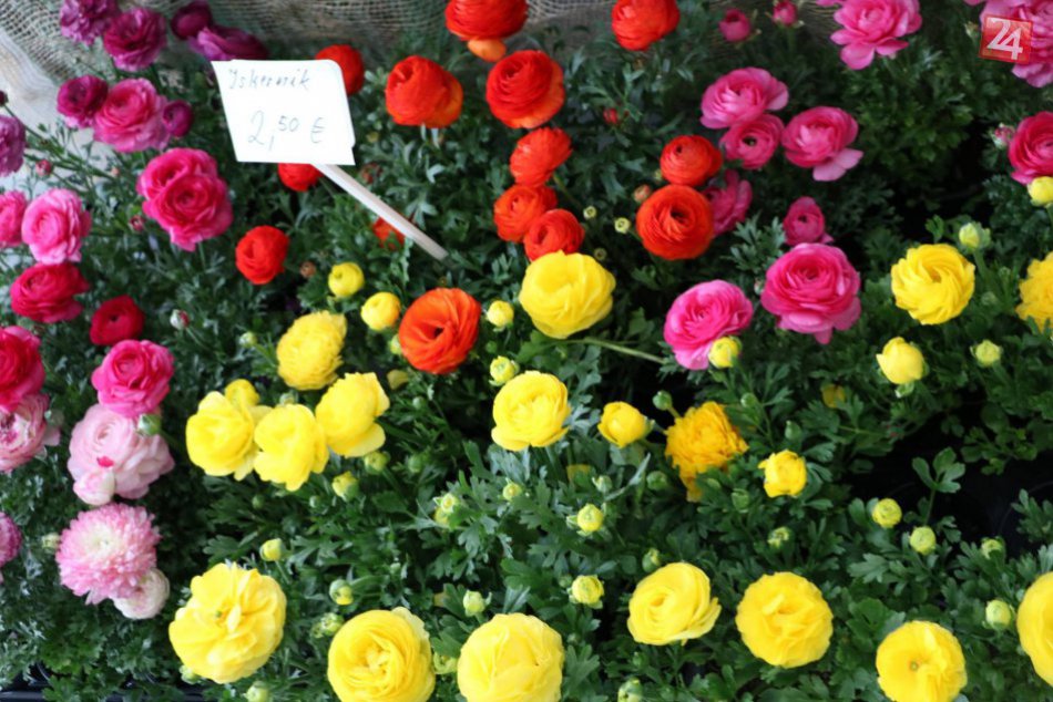 Veľtrh stavebníctva a záhradníctva v Prešove: Sledujte prvý deň na FOTKÁCH