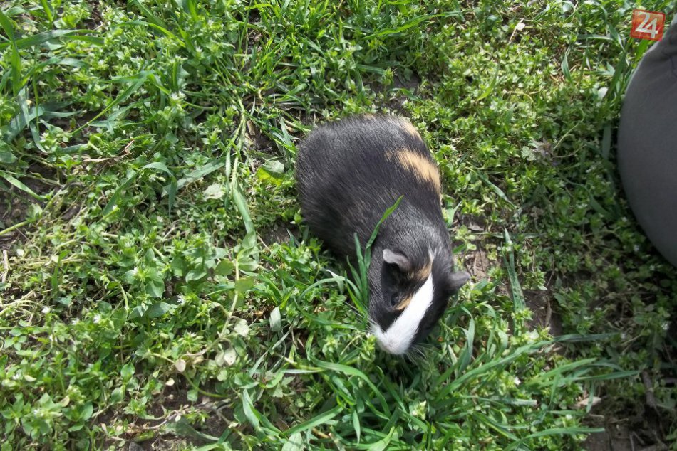 FOTO, K nezbedným kozičkám pribudnú morky: Voliéru im už dokončujú