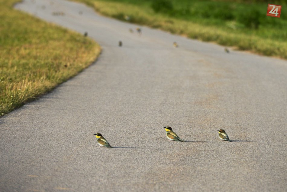 Vzácne vtáky v Bratislave