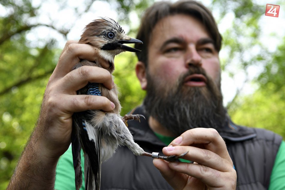 Obrazom: Pribudnú veže na pozorovanie vtákov