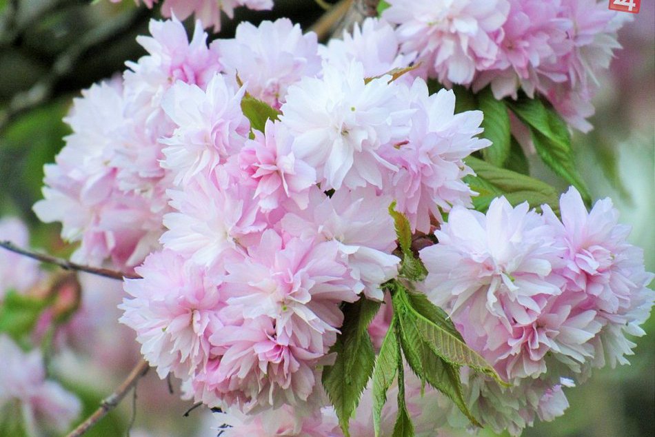 Jar sa v Prešove predvádza v plnej kráse: Toto je fakt nádhera!