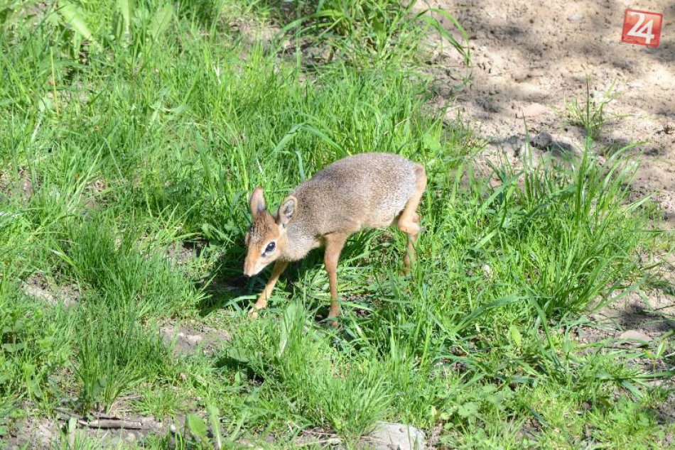 Mláďatá v ZOO (jar 2018)