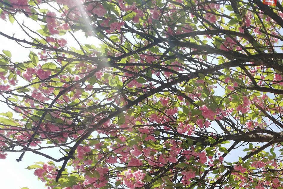 Jar sa v Michalovciach predvádza v plnej kráse: Toto je fakt nádhera!