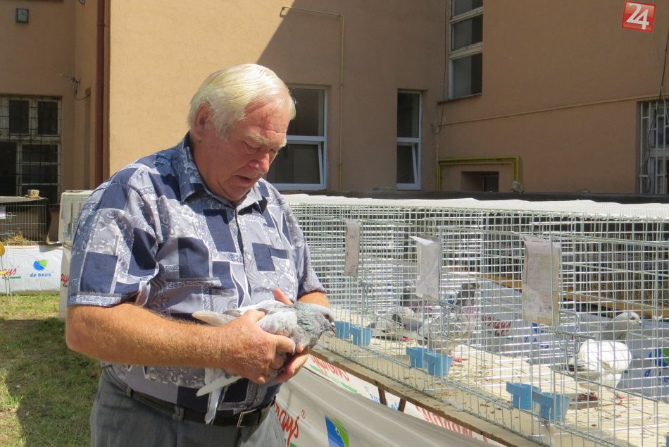Michalovčan Matej sa mal veru čím pochváliť: Takýchto krásnych holubov choval!