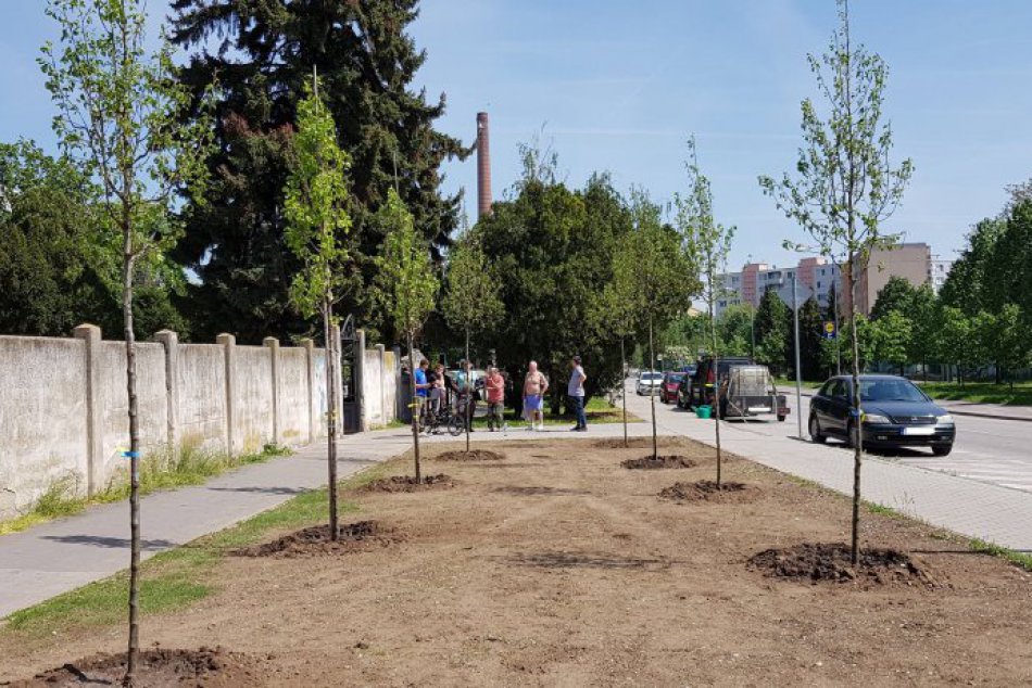 OBRAZOM: Okrasné hrušky na  Vansovej budú časom vytvárať príjemný tieň