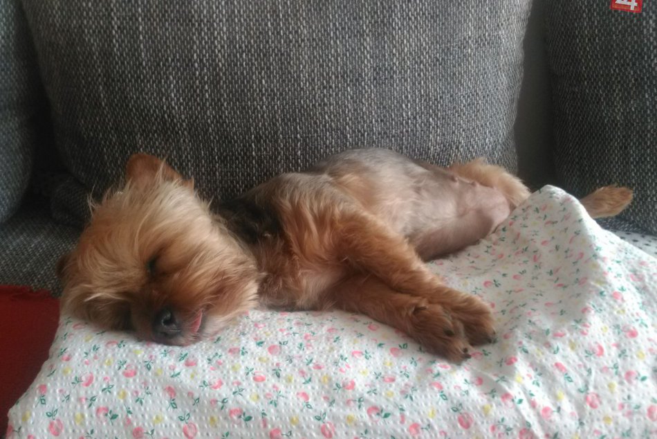 V OBRAZOCH: Bystričanke sa stratila sučka Lana