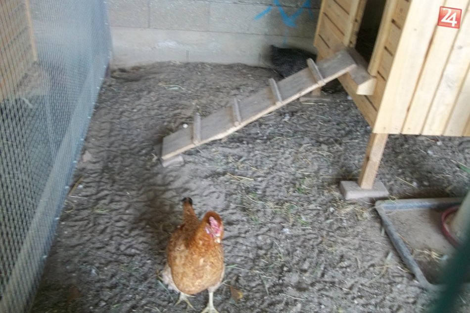 Z parku vytvorili raj: V Babičkinom dvore nájdete aj jedinečné kamzíky, FOTO