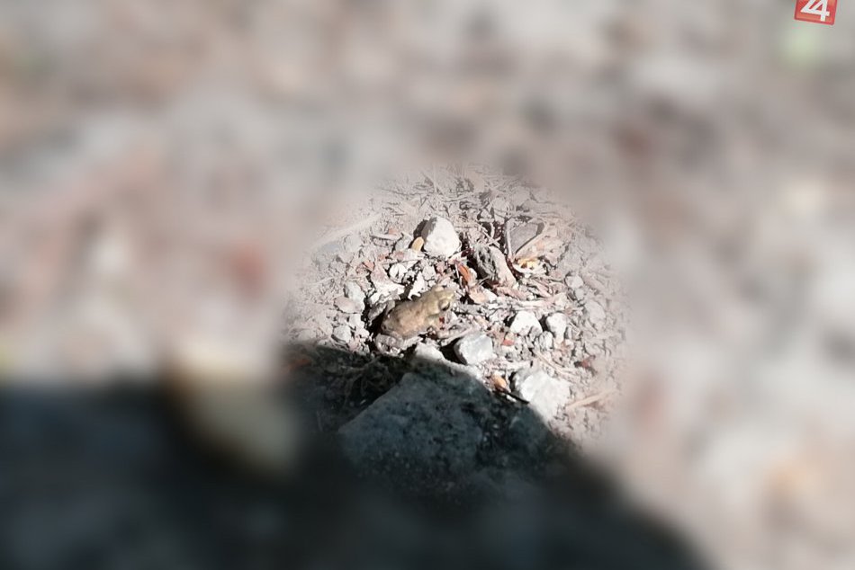 Zachytené v obrazoch: Na takéto úkazy môžete naraziť pri Vinianskom jazere