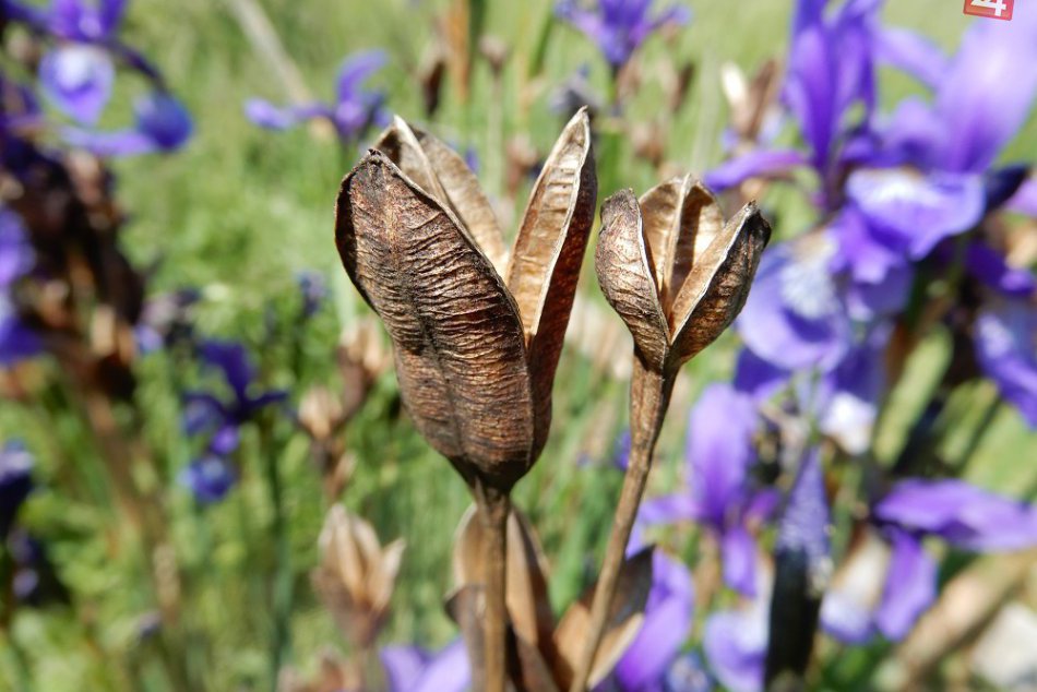 V OBRAZOCH: Pozrite si krásne prírodné divadlo hrané neďaleko nás