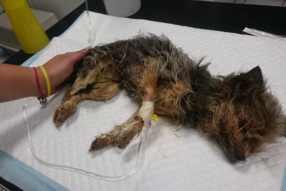 Otrasný prípad v Nitre: Miestni sa mali len prizerať ako sučka umiera v mukách