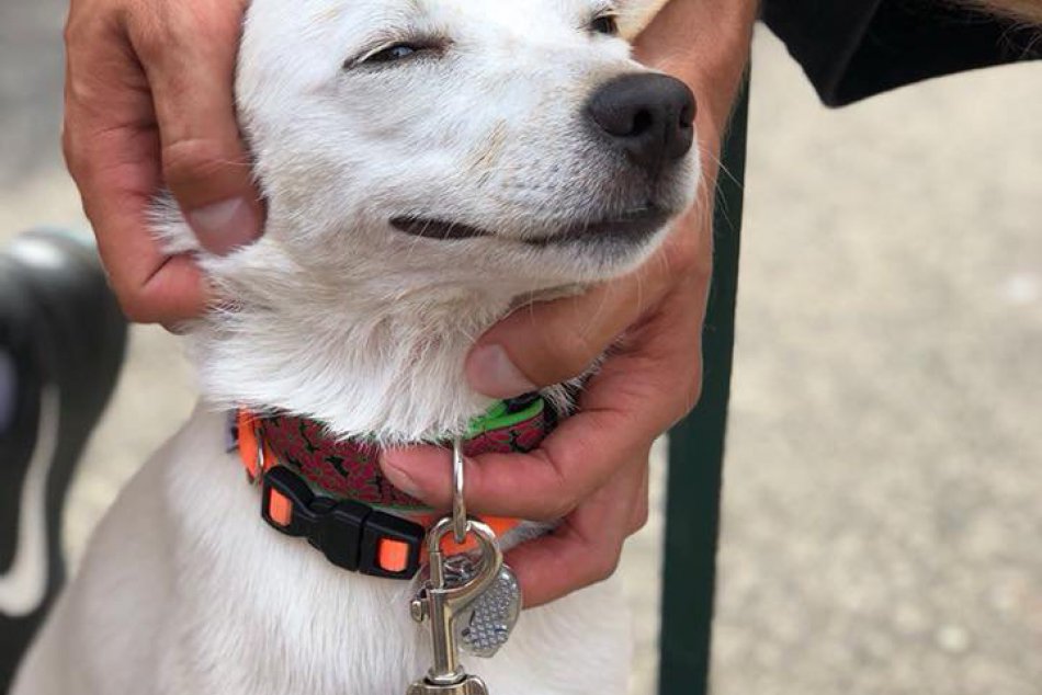 Nájdite sa... so zvieratkom z útulku