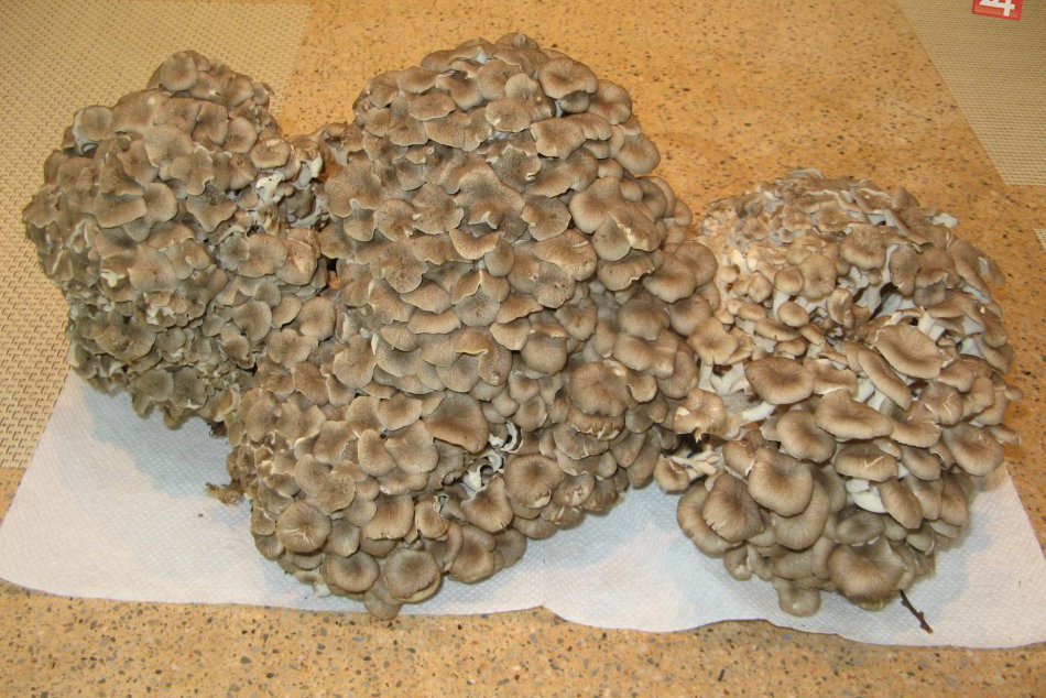 Obrazom: Mária našla 3 kilový skvost