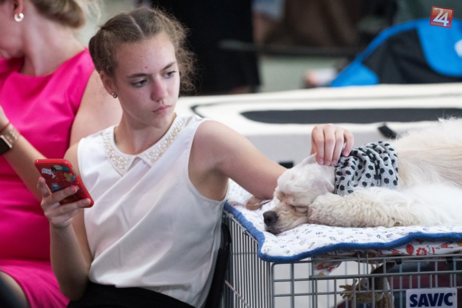 Vyše 5400 havkáčov sa ukázalo v plnej paráde: FOTO z medzinárodnej výstavy v Nit