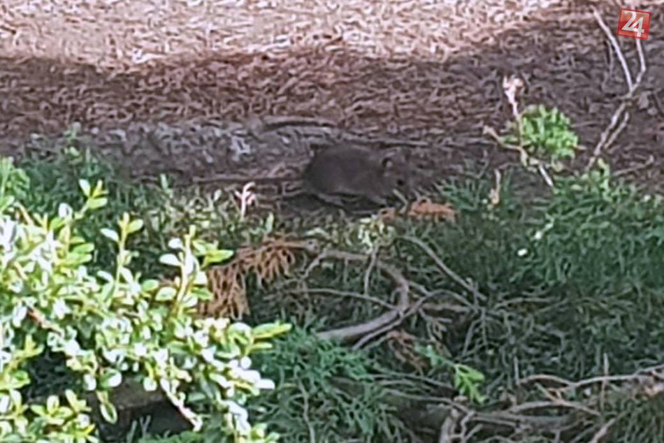 Potkany na Kamennom námestí