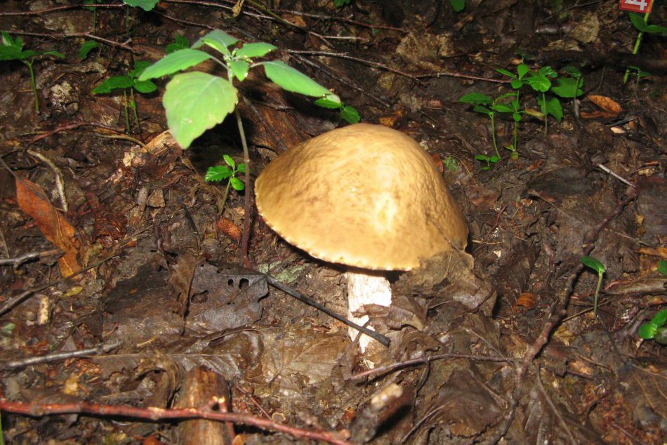 Obrazom: Viktor sa vybral na huby, domov priniesol plné košíky