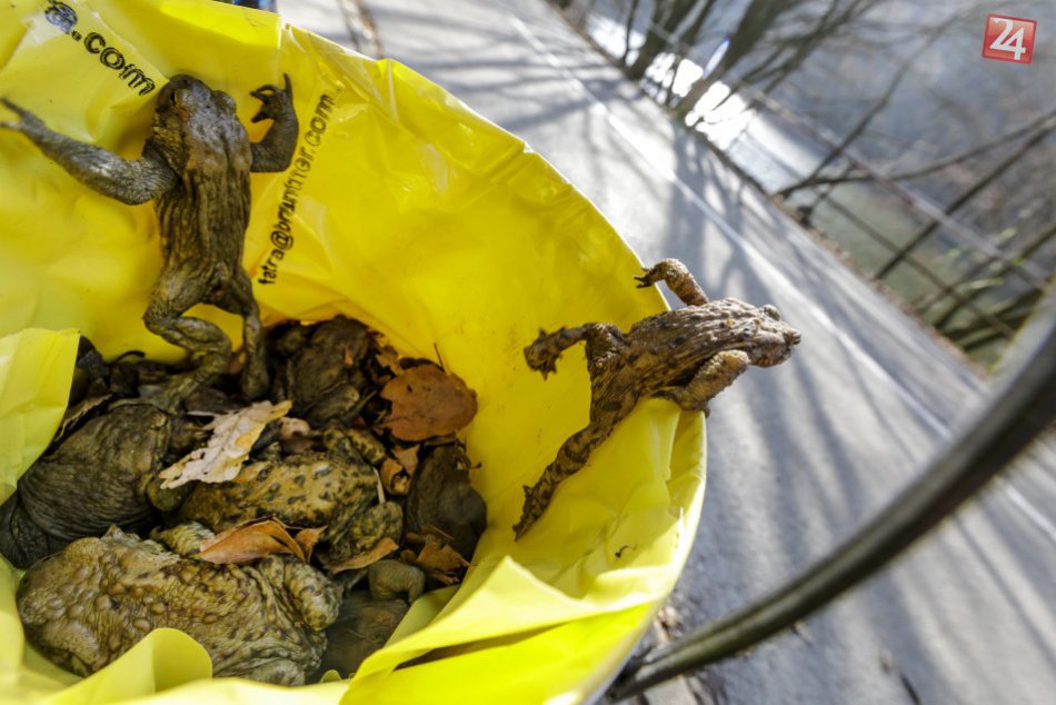 Pomoc ropuchám pri jarnej migrácii