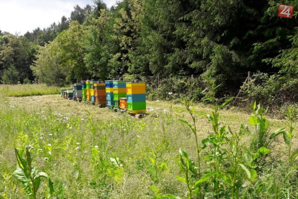 Novinky na Kamzíku a Kačíne