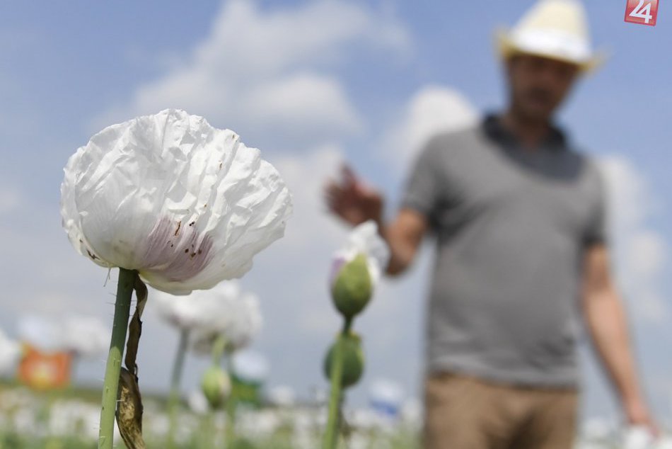 Zachytené obrazom: Neďaleko Prešova predstavili novú odrodu maku siateho