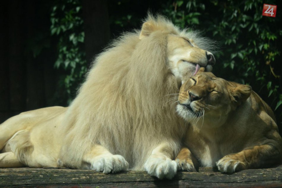 Zvieratká v ZOO Bratislava