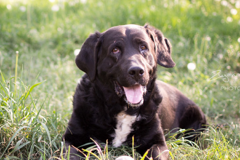 GALÉRIA trenčiankych útulkáčov