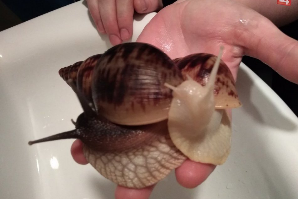 To sa len tak nevidí: Sledujte, akých živočíchov chovajú v byte v Spišskej