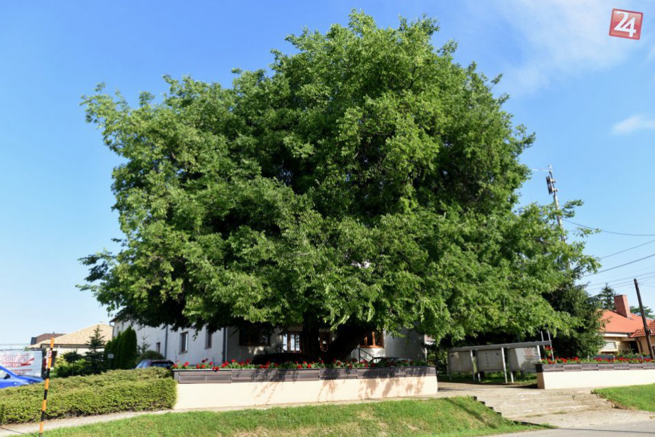 OBRAZOM: Zoznámte sa s ňou. Obec Dolné Lovčice pri Trnave.