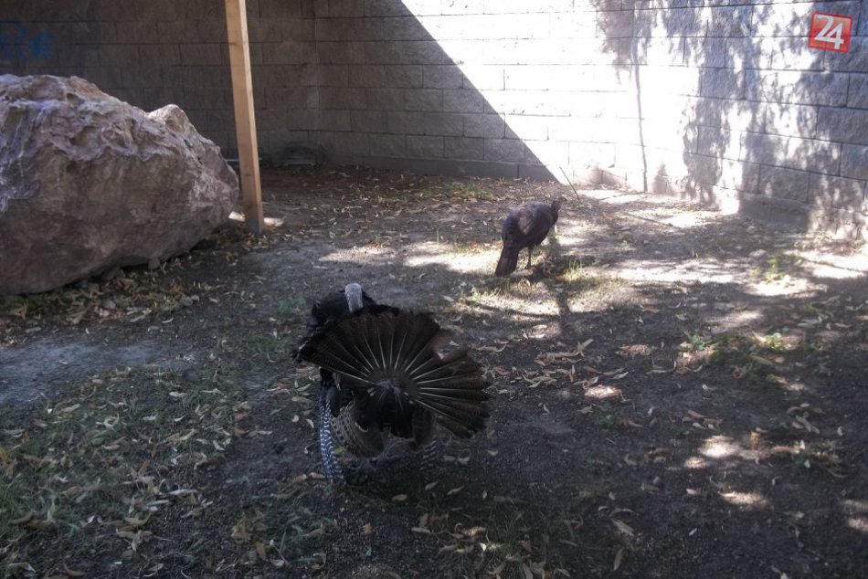 Babičkin dvor slúži v plnej paráde: Už sa tam udomácňujú i mini ovce, FOTO