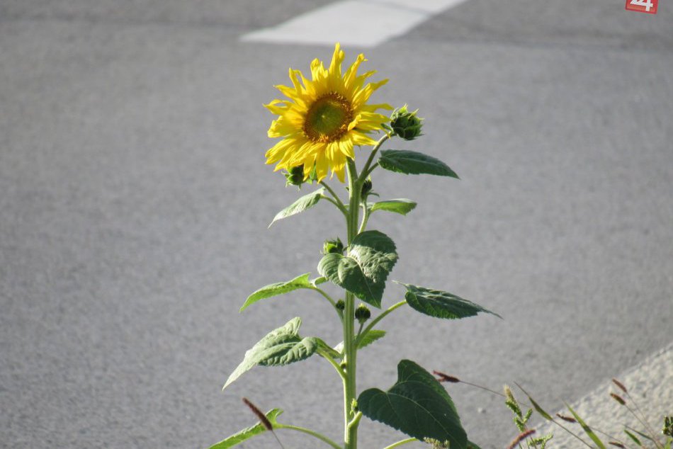 Púta pozornosť na kraji cesty v Prešove: Slnečnica na netradičnom mieste