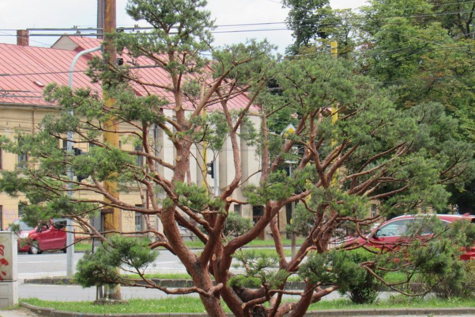 GALÉRIA: Už ste to videli? Známy park v Prešove dostal novú vizáž
