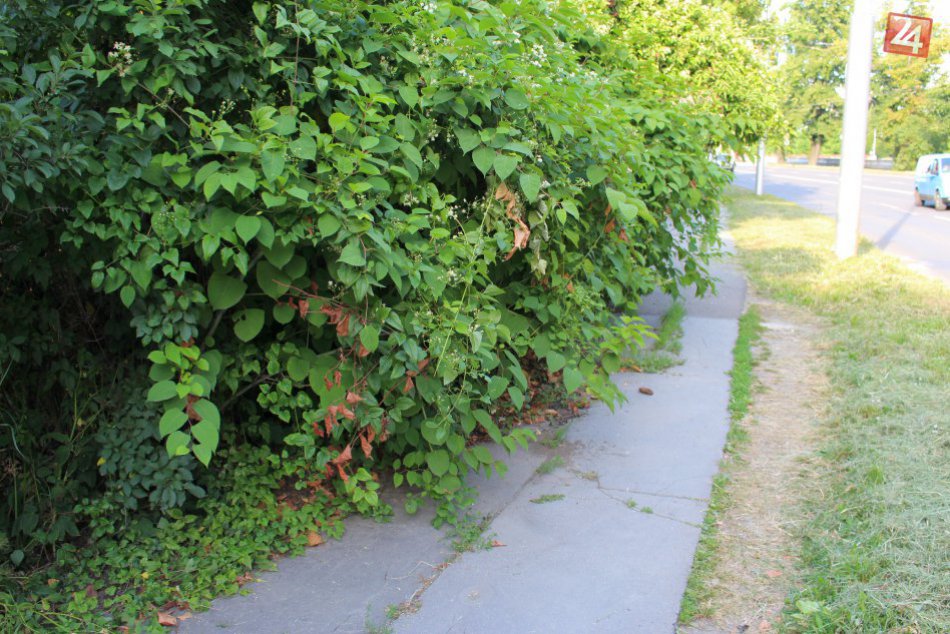 V OBRAZOCH: Na Bystričanov číha nástraha. Známy chodník zarástli kríky