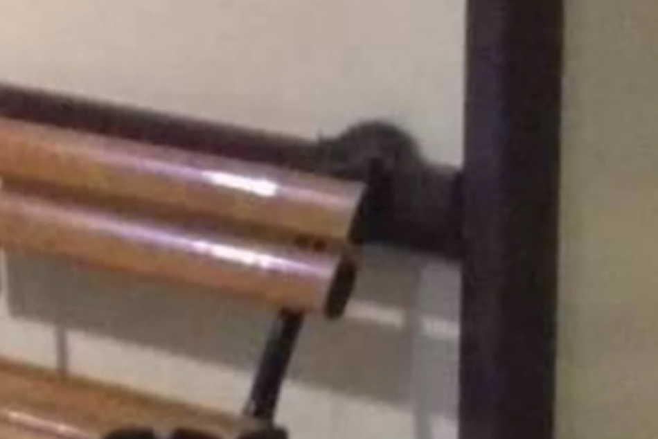 Potkan na lučeneckom urgente