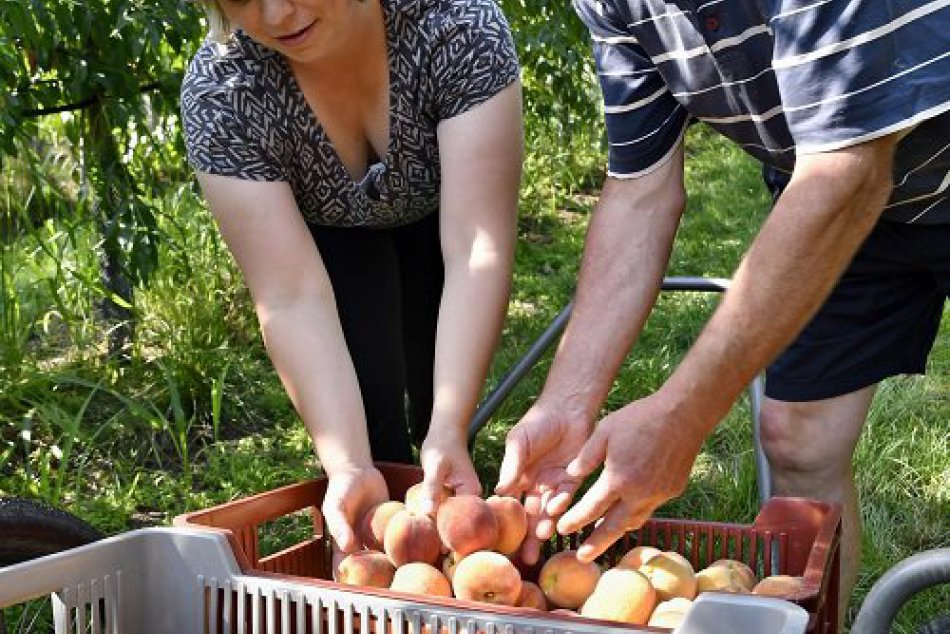FOTO: Samozber broskýň v Trnavskom kraji
