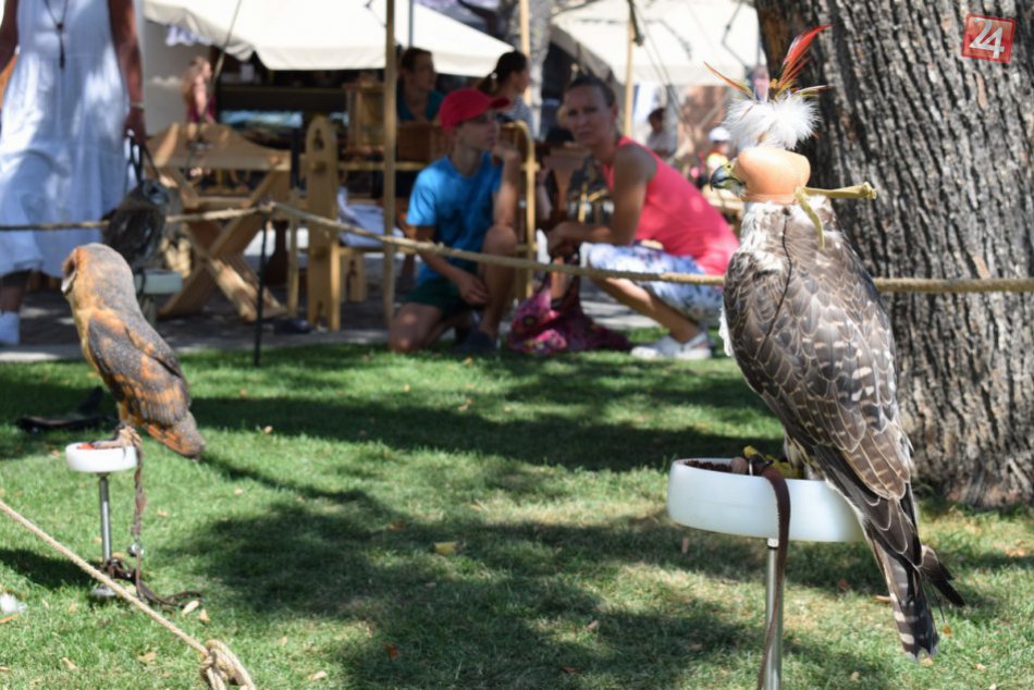 V obrazoch: Dravé vtáky sokoliarskej skupiny Falconarii v Trenčíne