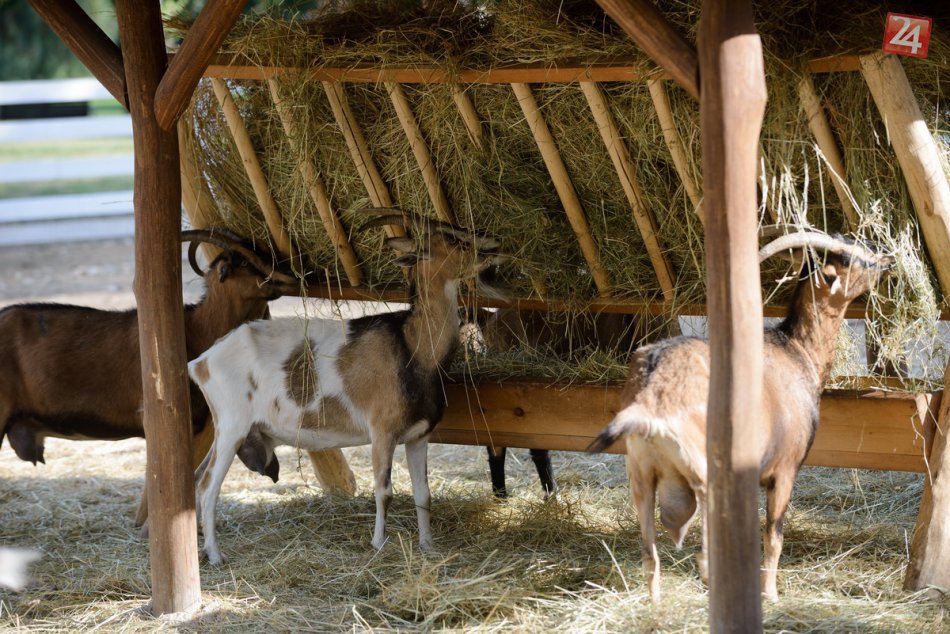 Hody v mestskom parku v Nitre: Zvieratá si pochutili na šťavnatom ovocí, FOTO